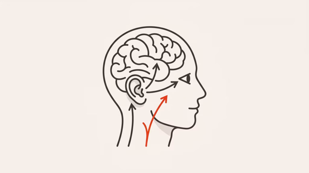 Ilustración de la conexión entre el cuello y el dolor de cabeza (cefalea cervicogénica).