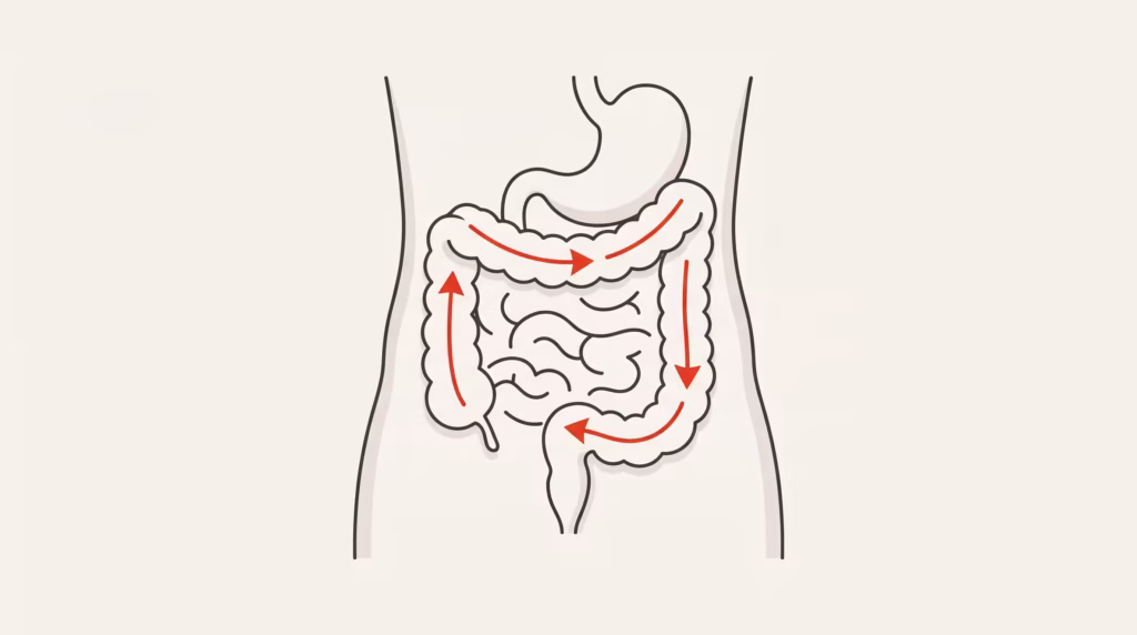 Ilustración del recorrido del masaje abdominal en el sentido del colon (sentido de las agujas del reloj).